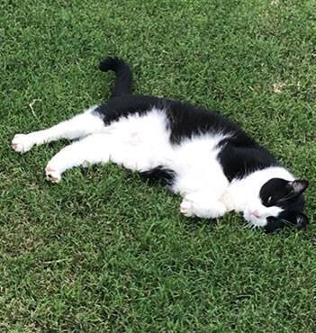 Cat laying in lawn